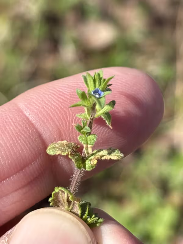 Corn speedwell