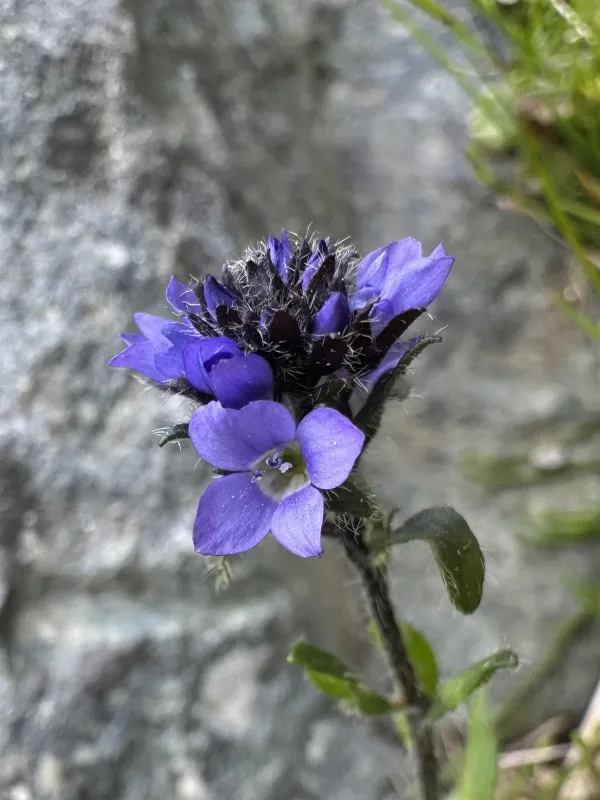 Alpine speedwell