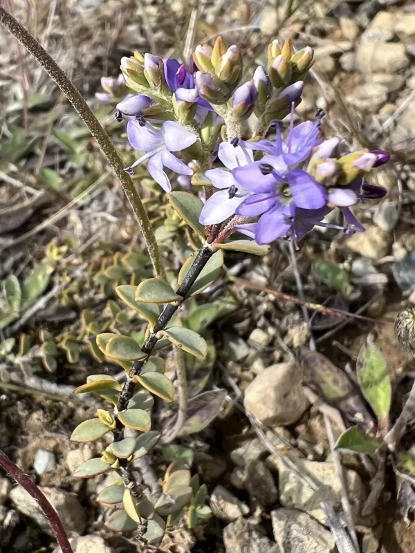 Veronica pimeleoides