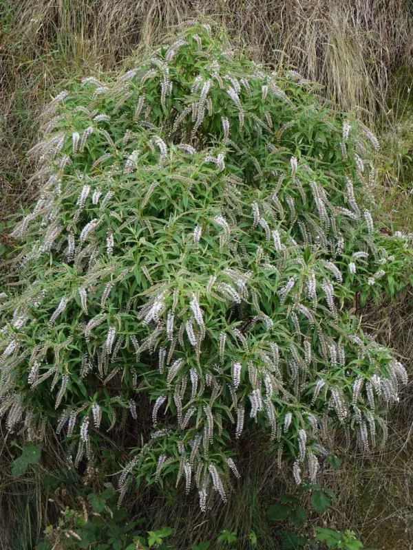 Koromiko