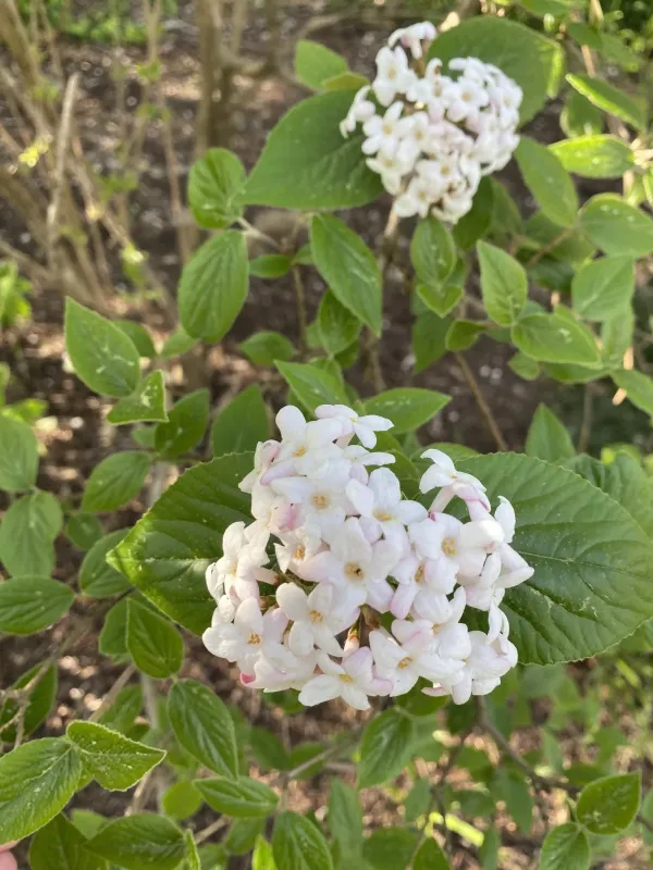 Koreanspice viburnum