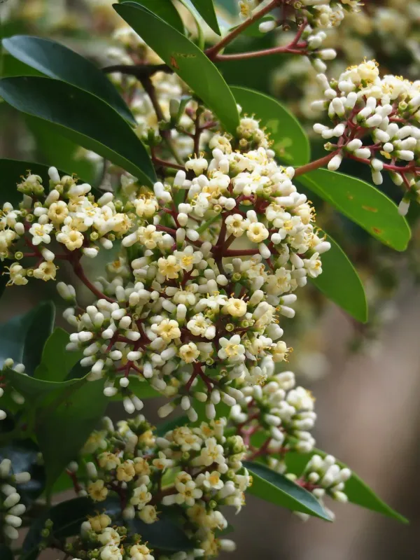 Sweet viburnum