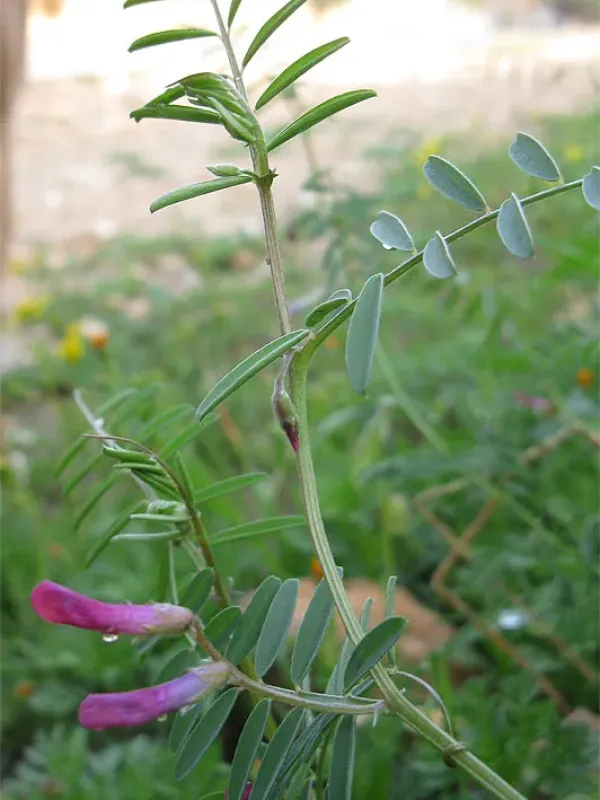 One-flowered vetch