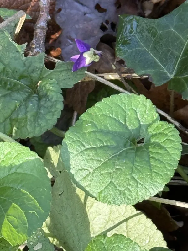 Sweet violet