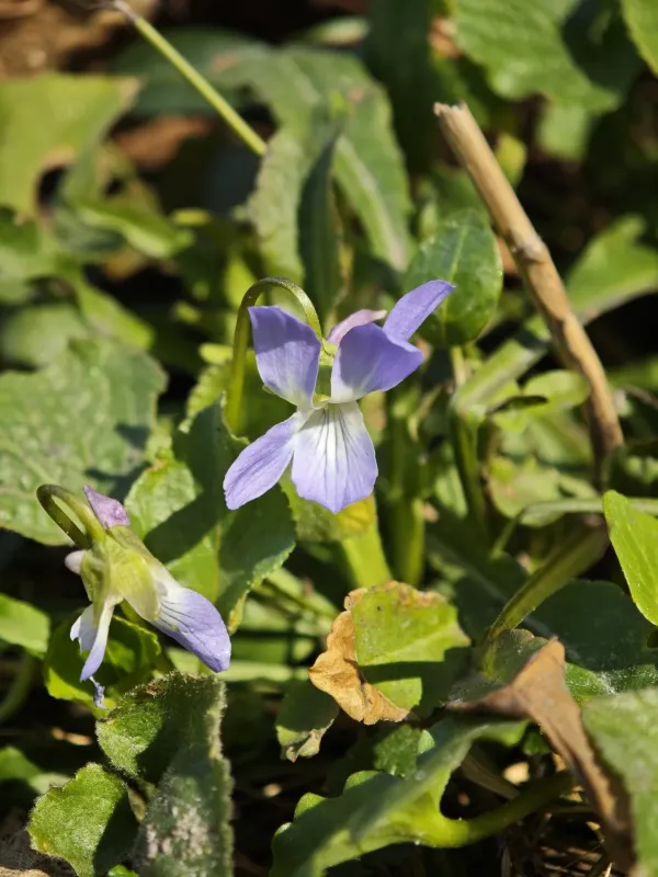 Viola suavis