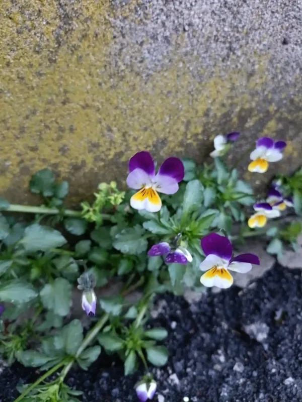 Field pansy
