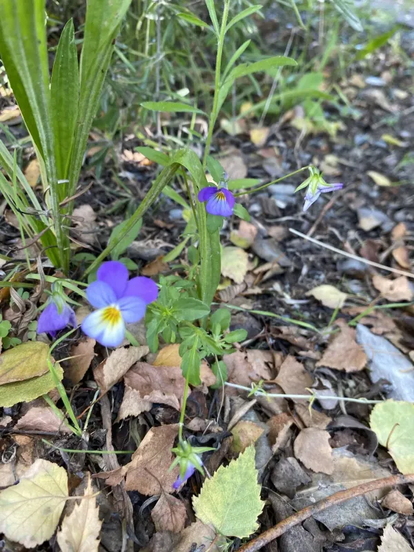 Field pansy