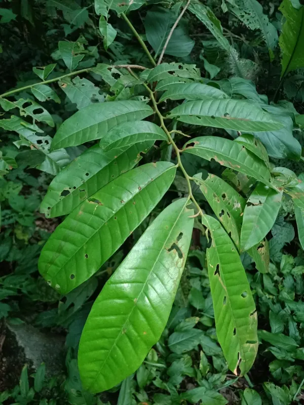 Virola surinamensis