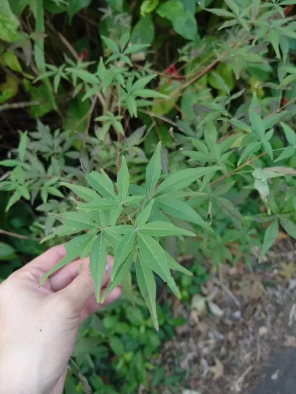 Chinese chaste tree