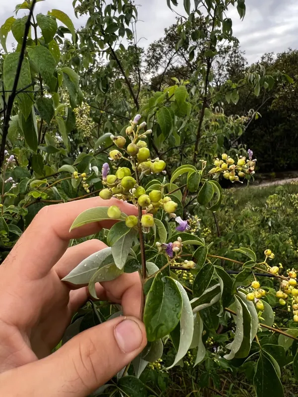 Vitex trifolia