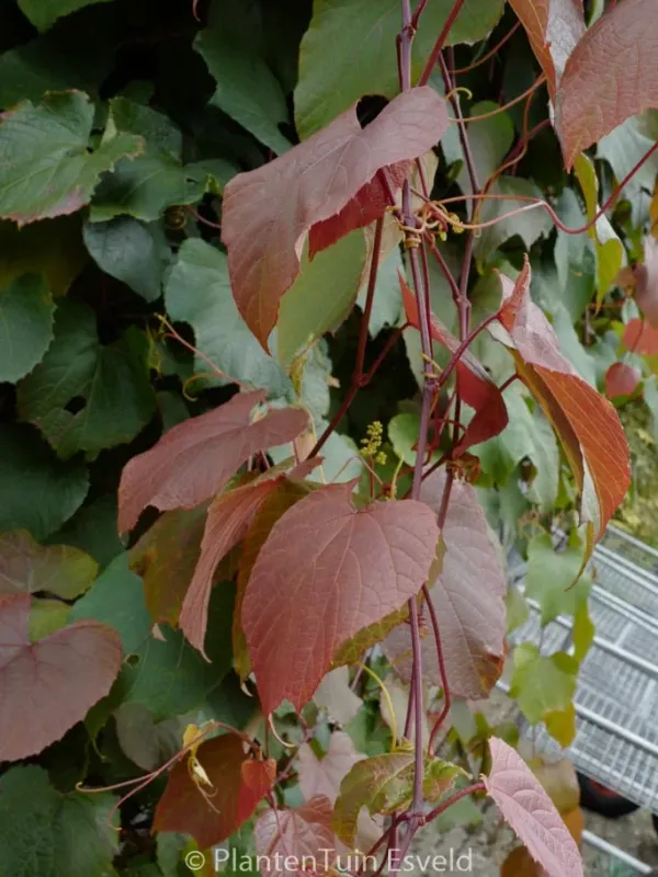 Birch-leaf grape
