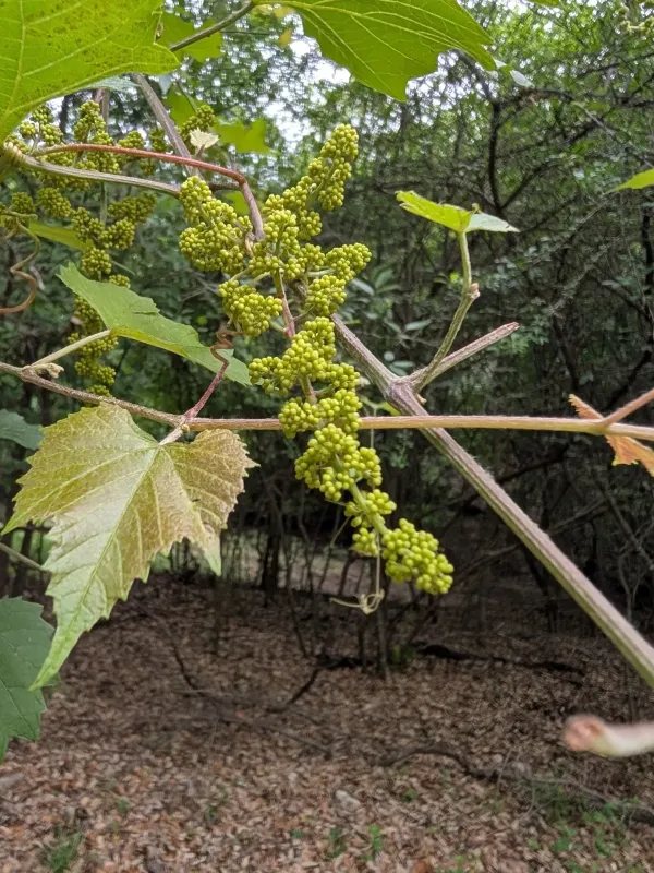 Graybark grape