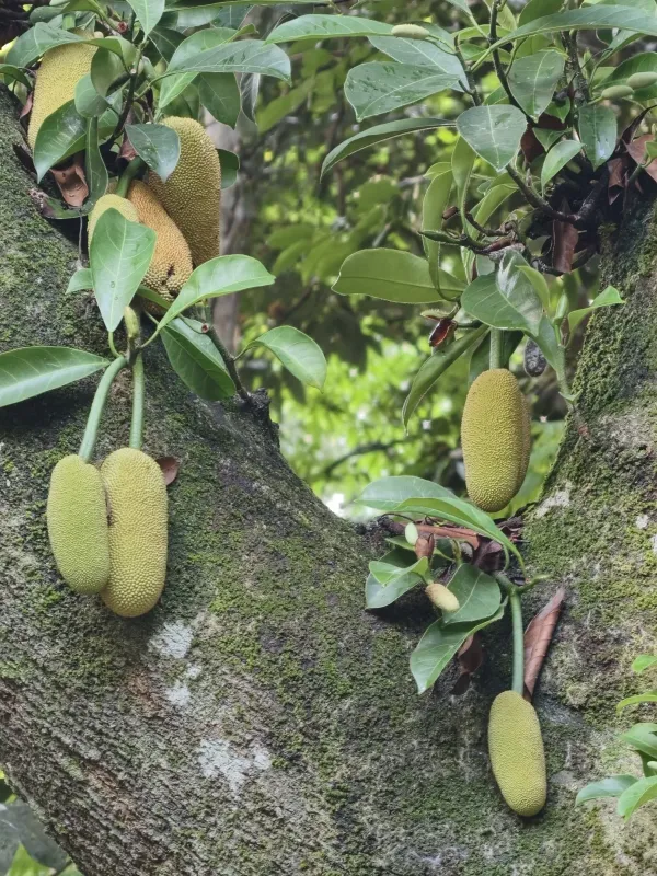Chempedak