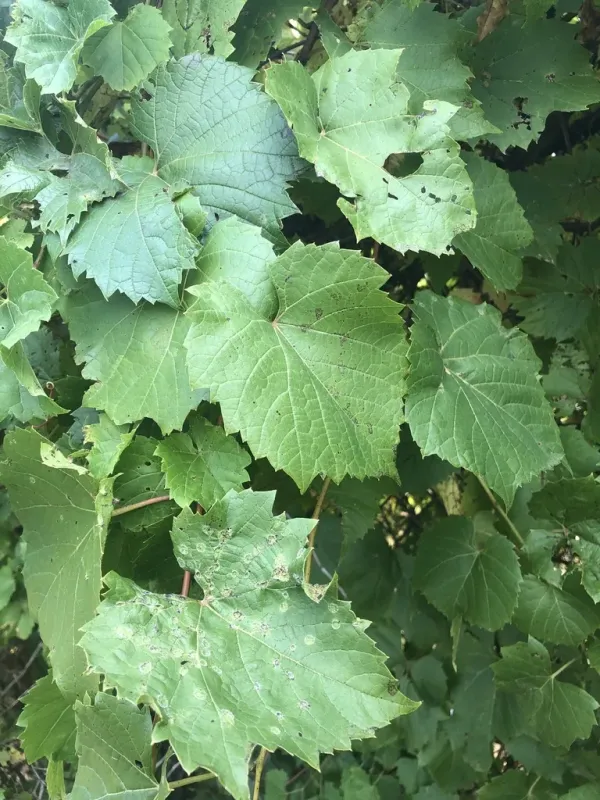 Vitis riparia x Vitis berlandieri x Vitis rupestris