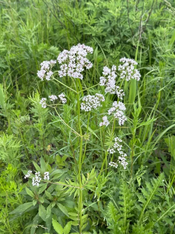 Valeriana fauriei