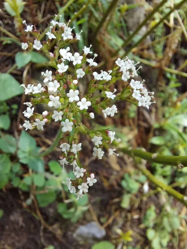 Valeriana jatamansi