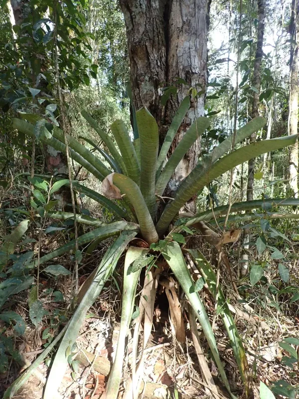 Vriesea fosteriana