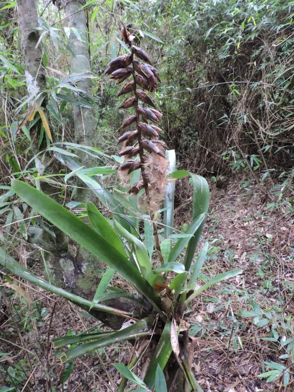 Vriesea platynema