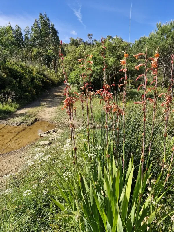 Watsonia meriana