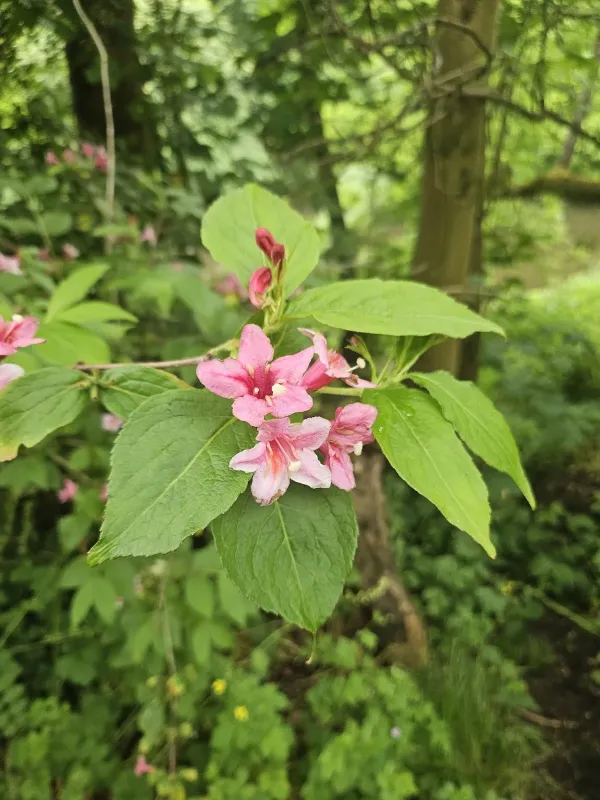 Early weigela