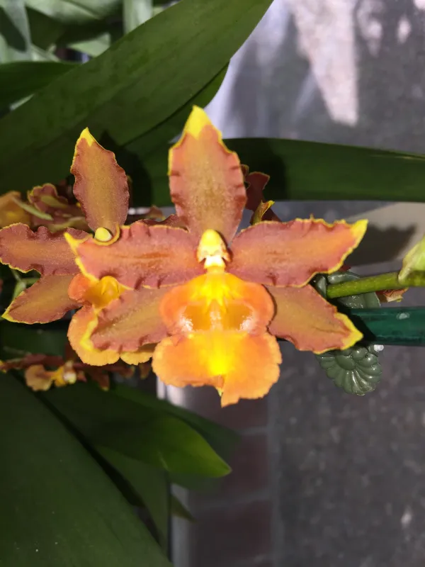 Wilsonara