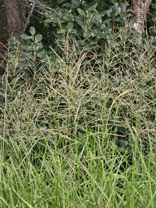 Arundinella hirta
