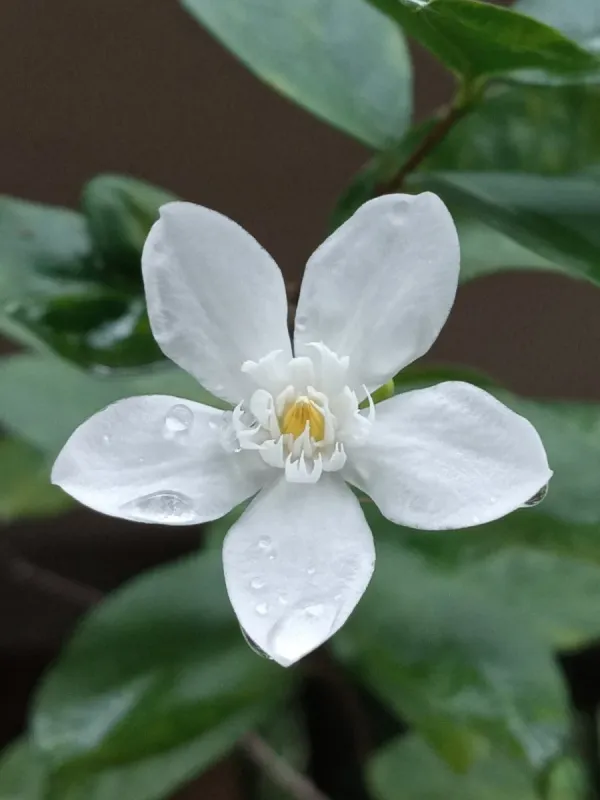 Wrightia antidysenterica