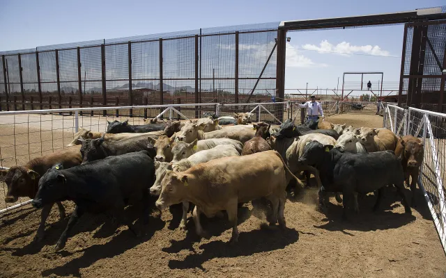 USDA открывает пограничный пункт в Аризоне для ввоза мексиканского скота на фоне борьбы с мухой-червеедкой