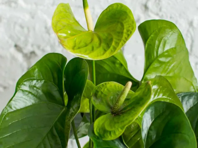 Green Queen