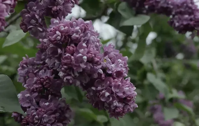 siren-ivan-mazepa