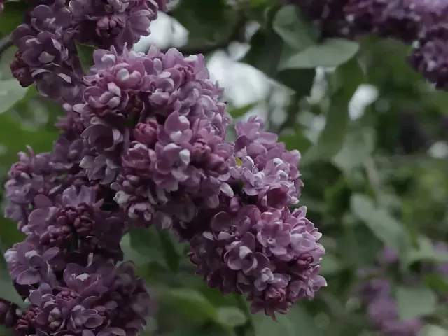 Свитанок Оболони