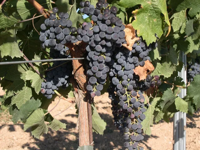 Merlot Khorus