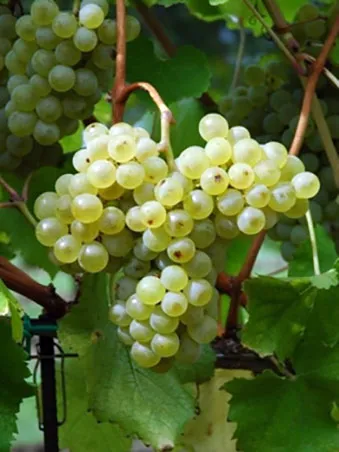 vinograd-fliurtai