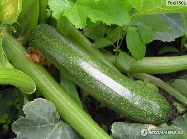 kabachok-verte-petite-dalger