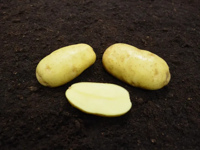 ЕЛЬ БЕЙДА