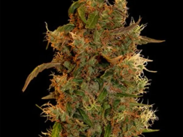 Sativa Ukrainska
