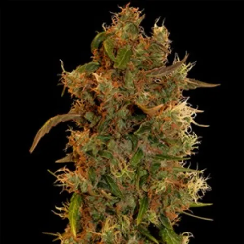 konoplya-sativa-ukrainska