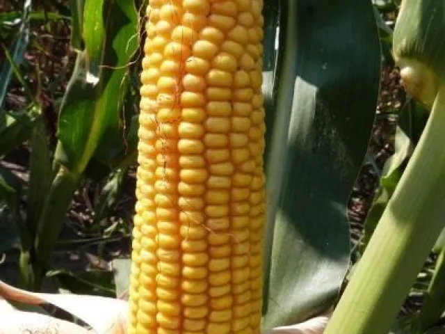 DKC3557