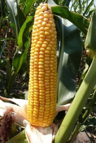 kukuruza-dkc3557