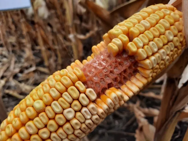 DKC3951