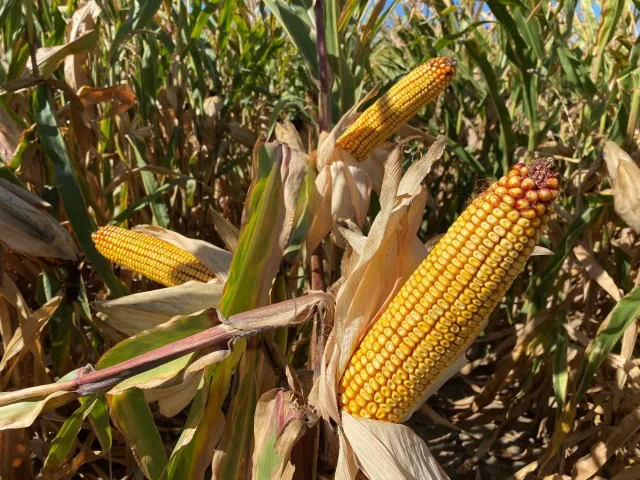 DKC4756