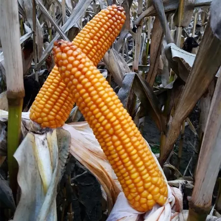 kukuruza-lid2334c
