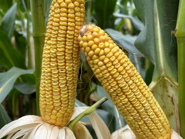 P85137