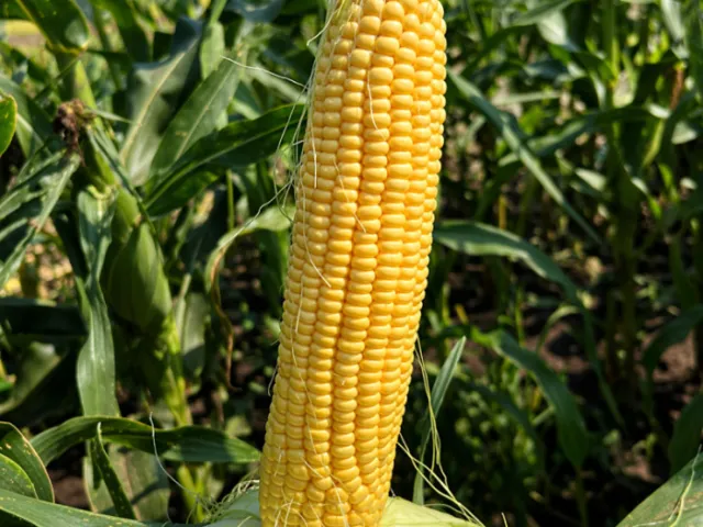KAMUK