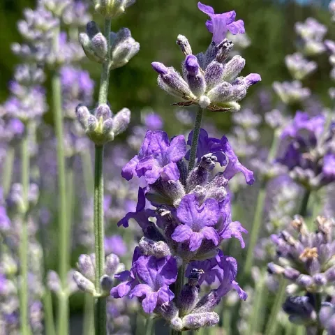 lavanda-airin