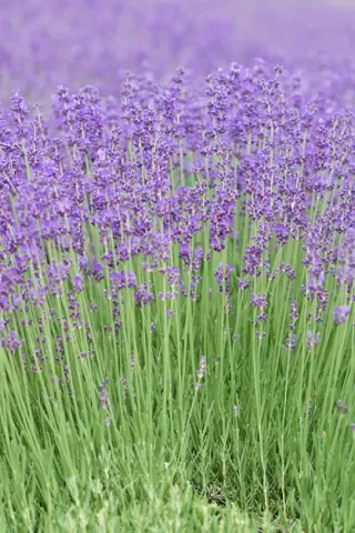 lavanda-syneva-nadii