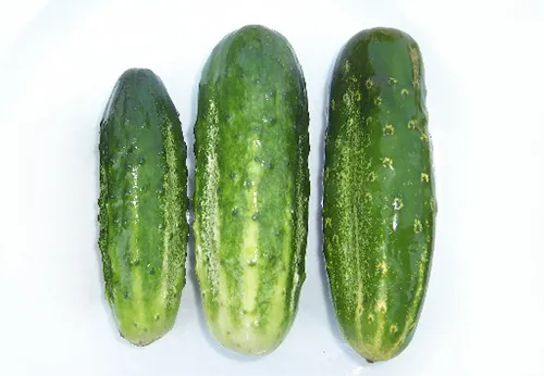 ogurec-cornichon-de-paris