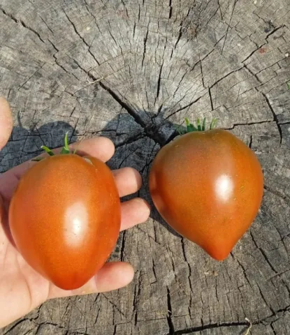 tomat-grazioso