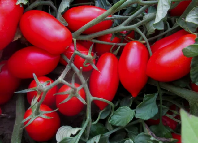 tomat-cavaliere-rosso