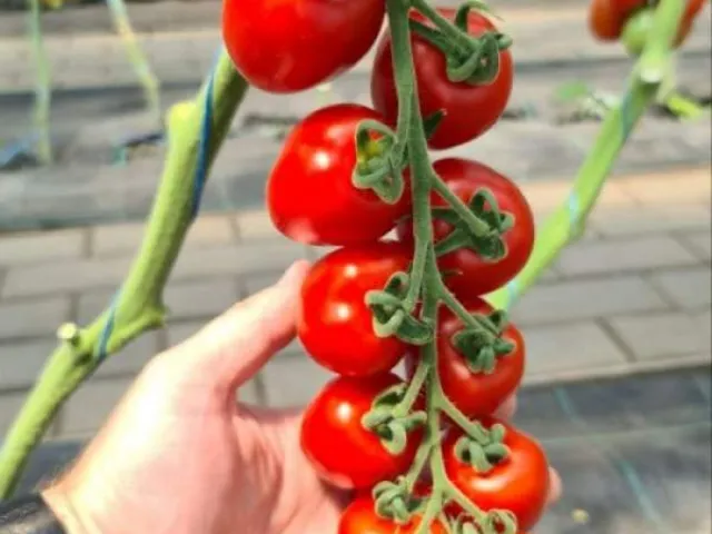 Саморі